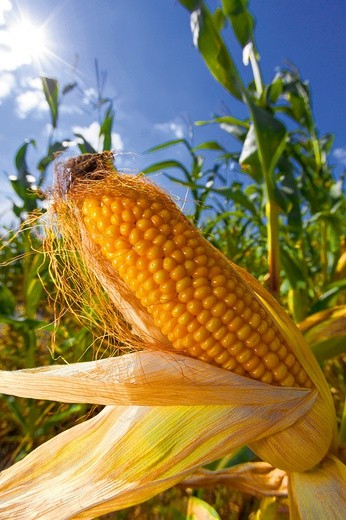 Okazuje się, że nawet kaczany kukurydzy komunikują się pomiędzy sobą!
