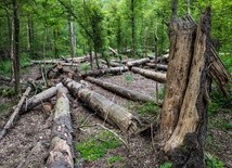 Nadleśnictwo Białowieża: czasowy zakaz wstępu do lasu