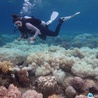 Wielka Rafa Koralowa umiera