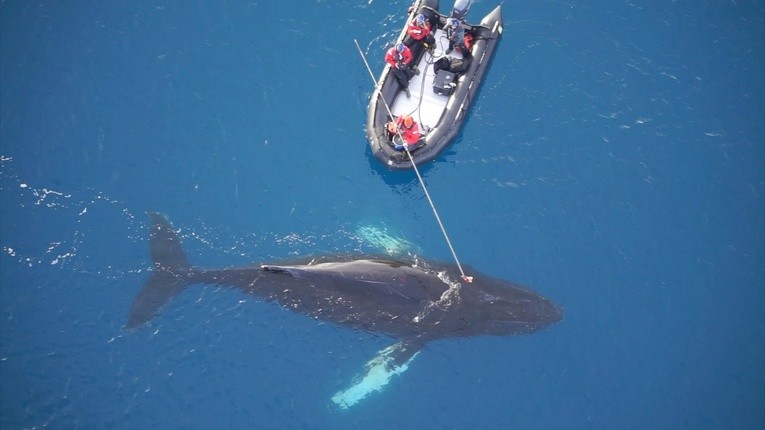 Wieloryb w oku kamery