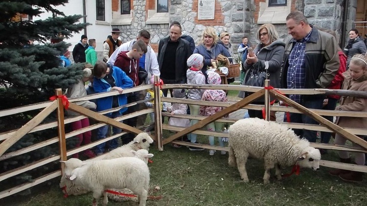 Święcenie pokarmów wspólnie z owieczkami 