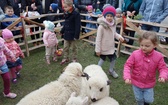 Święcenie pokarmów wspólnie z owieczkami 