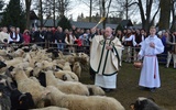 Owca uczy przywiązania do pasterza - Chrystusa