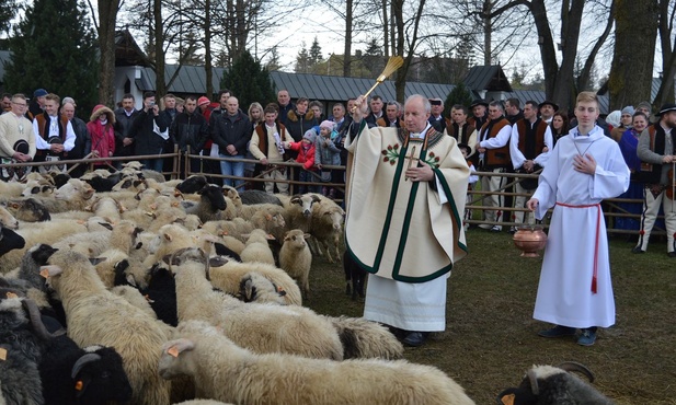 Owca uczy przywiązania do pasterza - Chrystusa