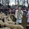 Owca uczy przywiązania do pasterza - Chrystusa