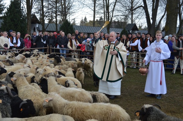 Owca uczy przywiązania do pasterza - Chrystusa