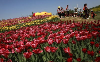 Tulipany made in China