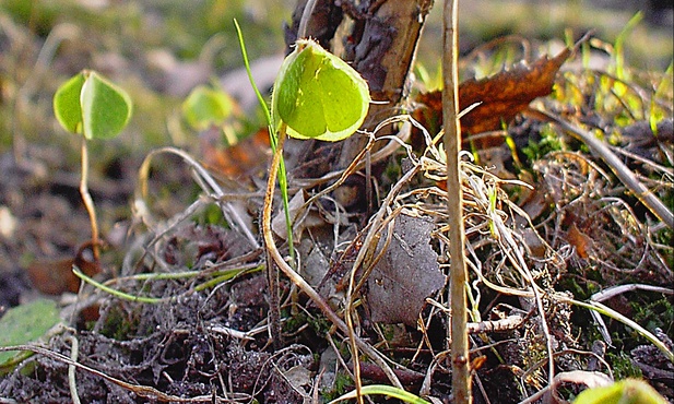 Fundamentem nadziei jest miłość Boga do człowieka