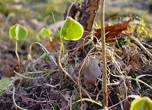 Fundamentem nadziei jest miłość Boga do człowieka