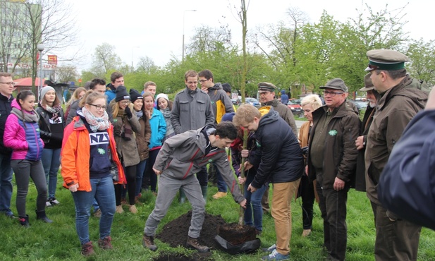 Nowy dąb już rośnie w Radomiu