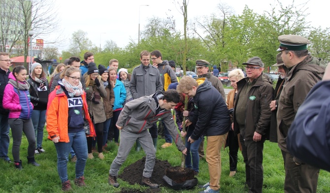 Nowy dąb już rośnie w Radomiu