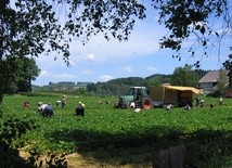 Francuscy plantatorzy truskawek splajtowaliby bez Polaków