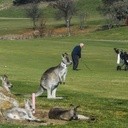 Kangury grają w golfa