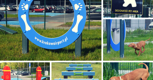 Małpa na pokładzie samolotu