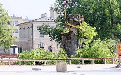 "Baobaba" zgodnie z życzeniem mieszkańców Lublina najprawdopodobniej zastąpi dąb