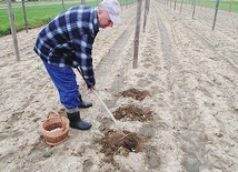 ▲	Uprawa tych roślin nie zmieniła się od wieków. Wszystkie prace wykonywane są ręcznie.