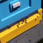 Pszczoły na dachu Teatru im. Słowackiego