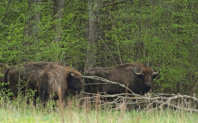 Bankowcy wolą żubra