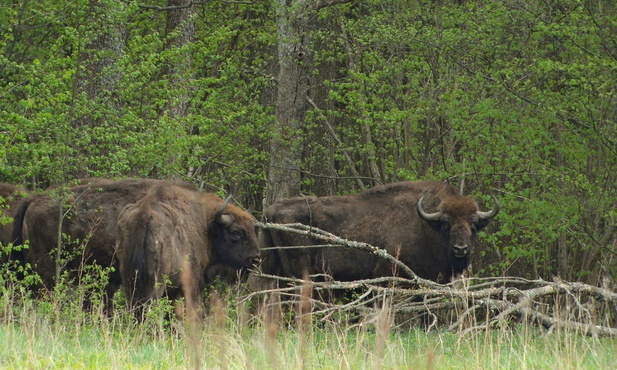 Bankowcy wolą żubra