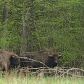 Bankowcy wolą żubra