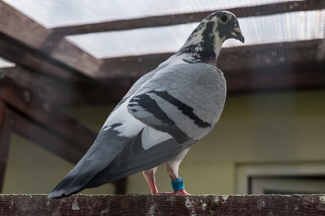 Mistrz gołębi pocztowych