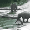 Jak słonie uratowały tonące słoniątko