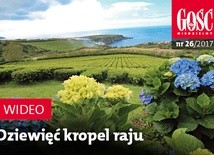 Zwiastun najnowszego "Gościa"