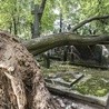 Połamane nagrobki, zrzucone krzyże