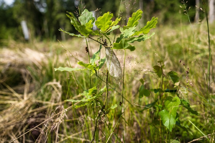 Perły z listy UNESCO. Puszcza Białowieska