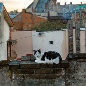 Lwów, jak Paryż, warto zobaczyć też od strony dachów.