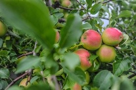 Matka Chrystusa i Matka Kościoła 
