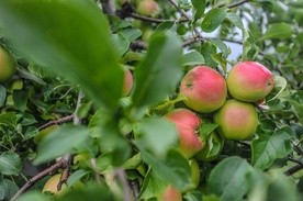 Matka Chrystusa i Matka Kościoła 