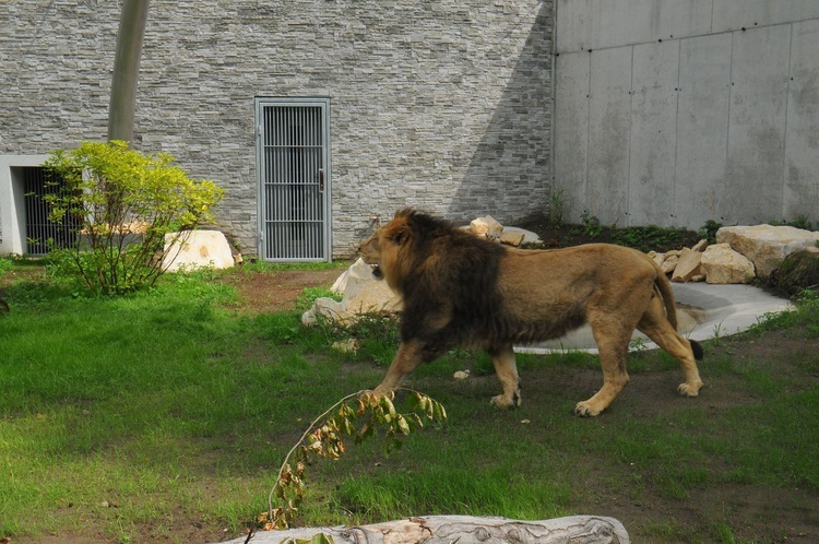 Nowe pawilony w krakowskim zoo