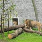 Nowe pawilony w krakowskim zoo