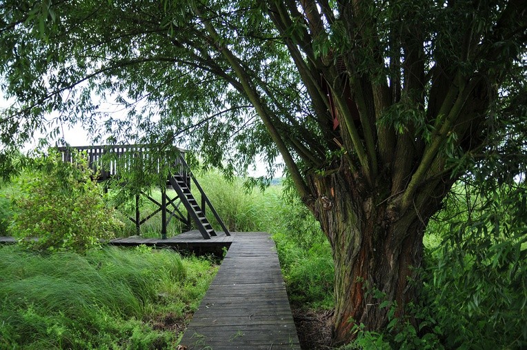 "Ogród marzeń św. Franciszka Ksawerego", który powstał w oparciu o realne marzenia świętego