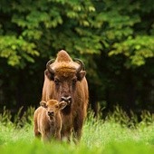 W Puszczy Białowieskiej żyje obecnie  około 600 żubrów.