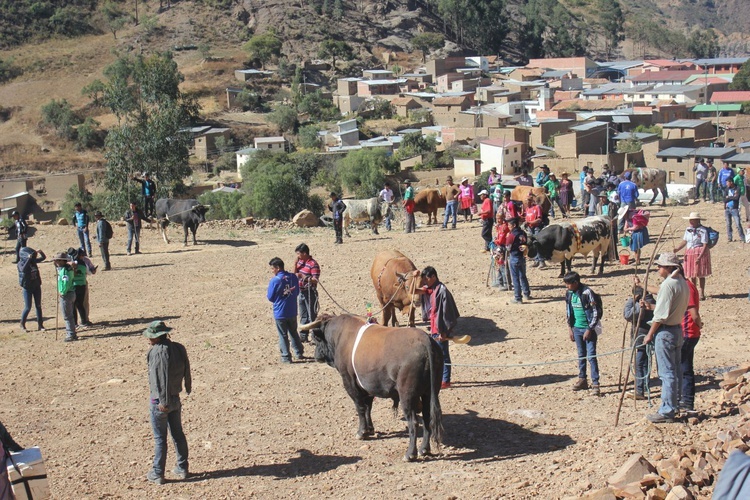 Walki byków - fiesta ku czci św. Jana Chrzciciela w Boliwii