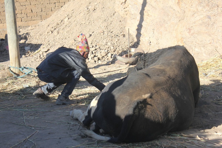 Walki byków - fiesta ku czci św. Jana Chrzciciela w Boliwii