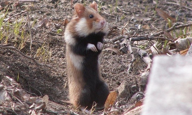 Chomik