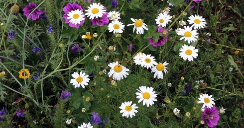 Łąka papieska z jednego wiadra.