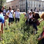 Ląka papieska pod Wawelem