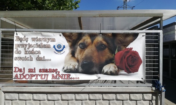 Akcja Schroniska dla Bezdomnych Zwierząt w Chorzowie