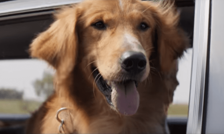 Wyszczekany bohater, czyli sens życia według czworonoga