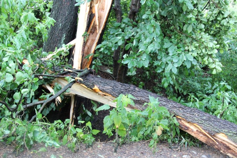 Połamane drzewa spadały na drogi, tory i linie energetyczne