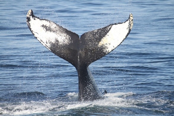 Rosja: 13-metrowy wieloryb ugrzązł w rzece