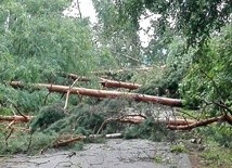 Na wielu drogach między Łodzią a Warszawą nadal zalegają powalone drzewa