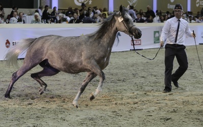 410 tys. euro za konie na aukcji Pride of Poland w Janowie Podlaskim