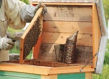 ▲	Pszczelarstwo to dla większości naszych hodowców nie tyle biznes, co hobby, z którego najbardziej korzysta rolnictwo.
