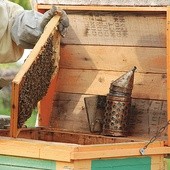 ▲	Pszczelarstwo to dla większości naszych hodowców nie tyle biznes, co hobby, z którego najbardziej korzysta rolnictwo.