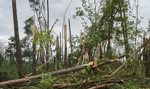 Lasy Państwowe: 30 tys. ha lasów do całkowitego odnowienia
